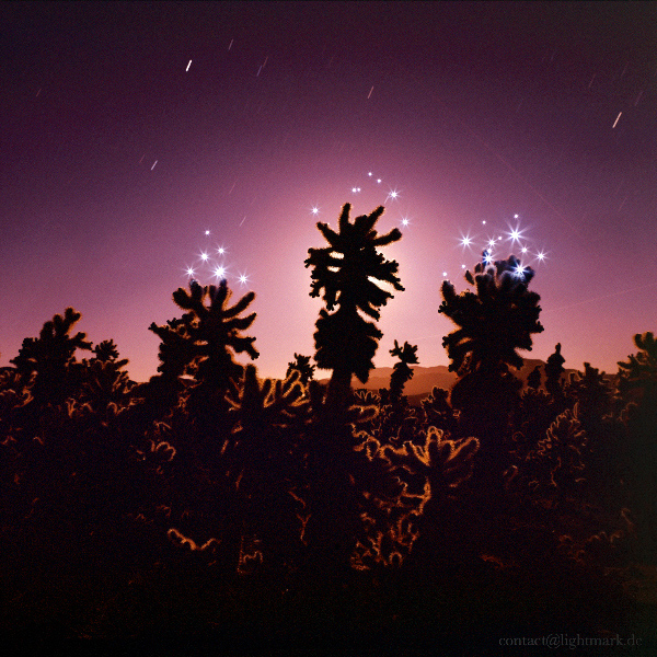 Lightmark No.50, Cholla Cactus Garden, Joshua Tree National Park, California, USA, Light Painting, Night Photography.